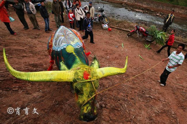 水牛身上画画,水牛身上画了牛郎织女画面