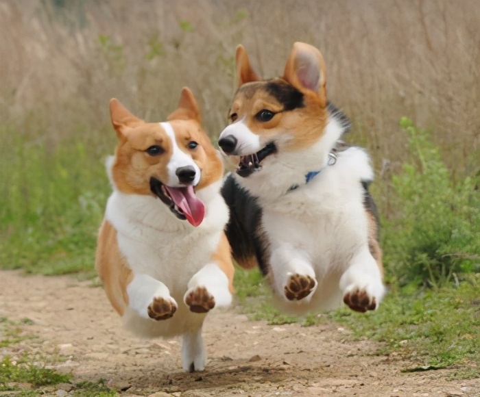 柯基幼犬陌生人一摸就张嘴想咬人,如何改掉柯基张嘴咬人的习惯