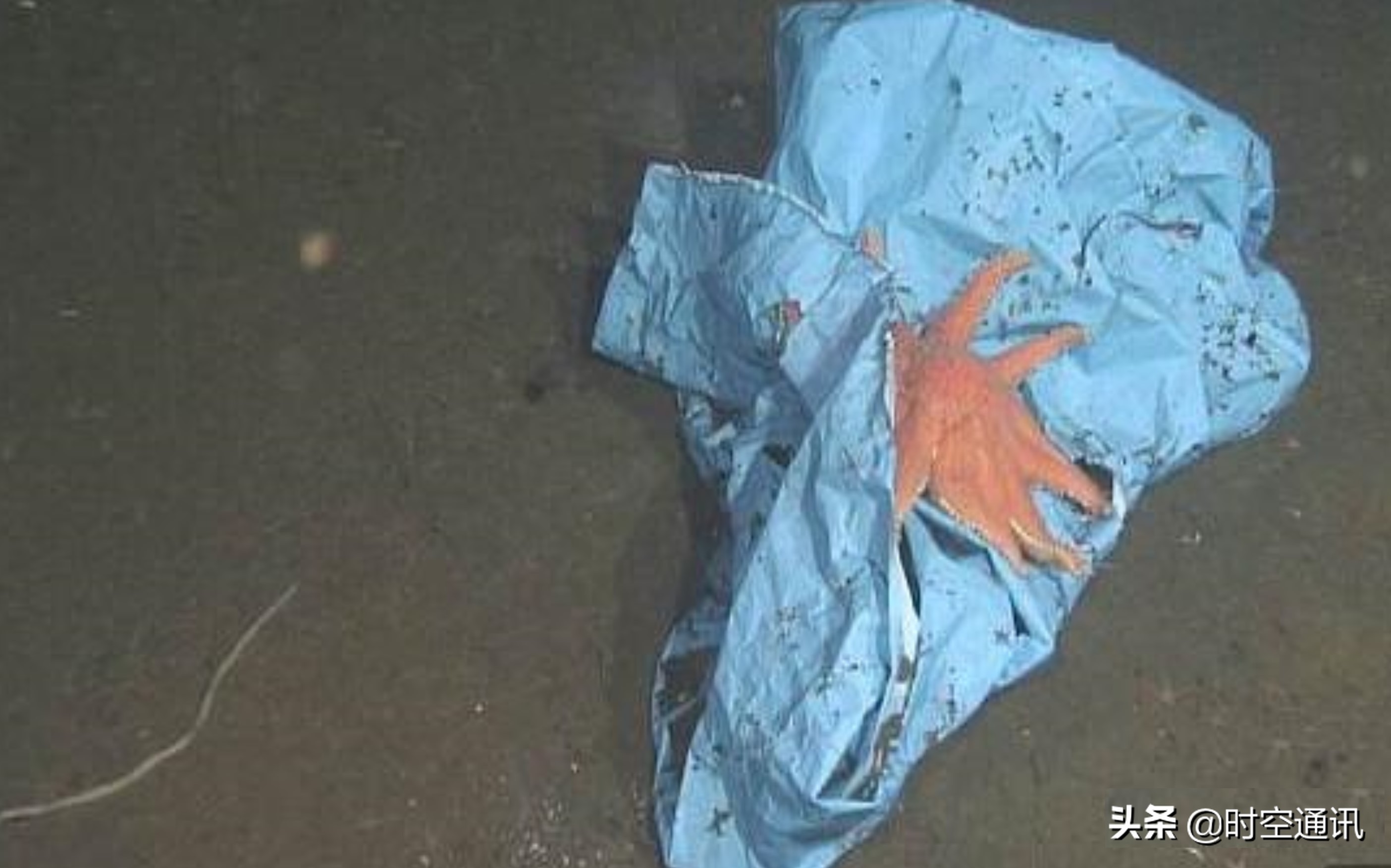 在地球上发现奇怪的地方,在地球上发现极端生物