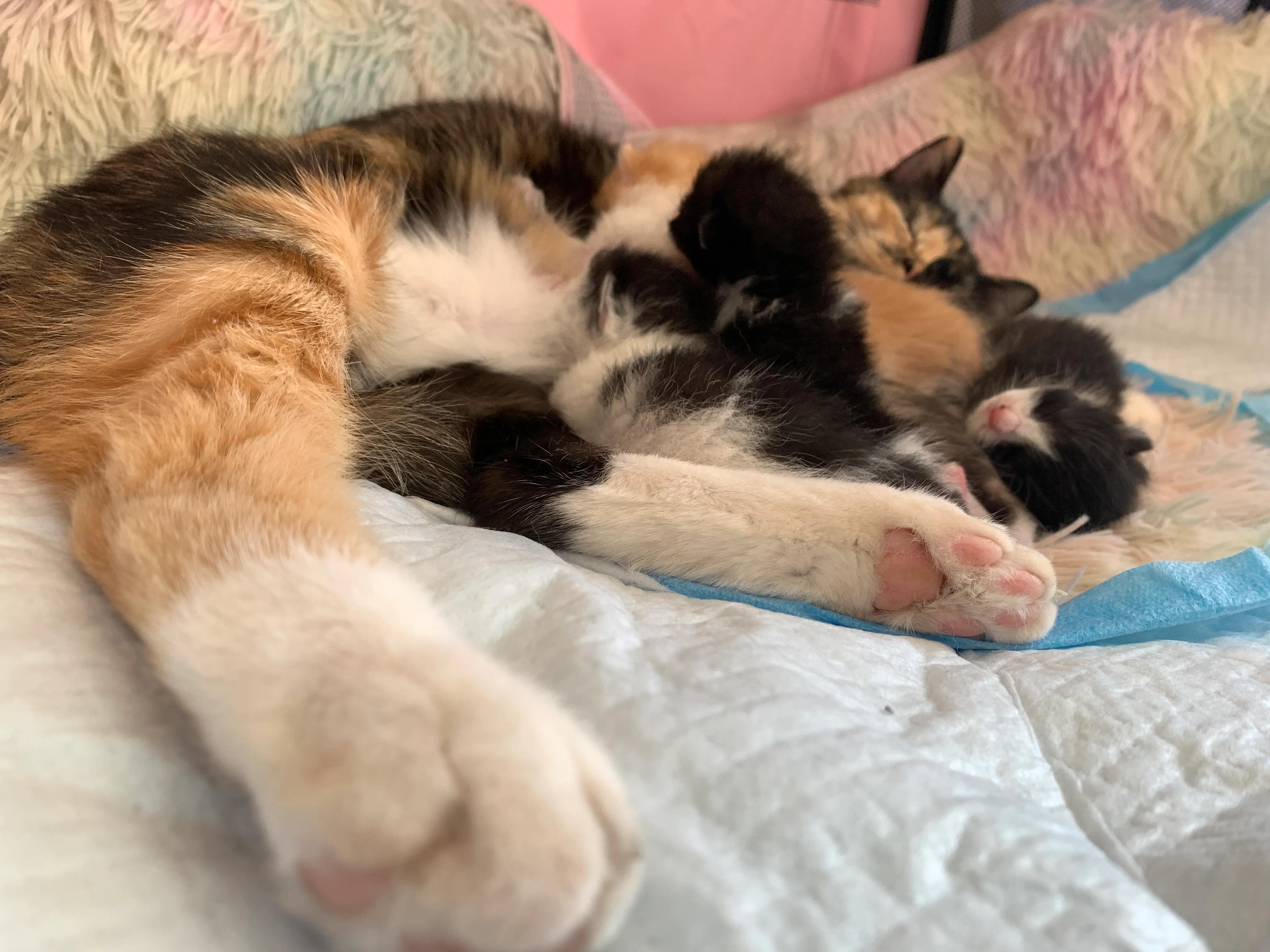 小猫多久可以领养,如何领养一只小猫咪