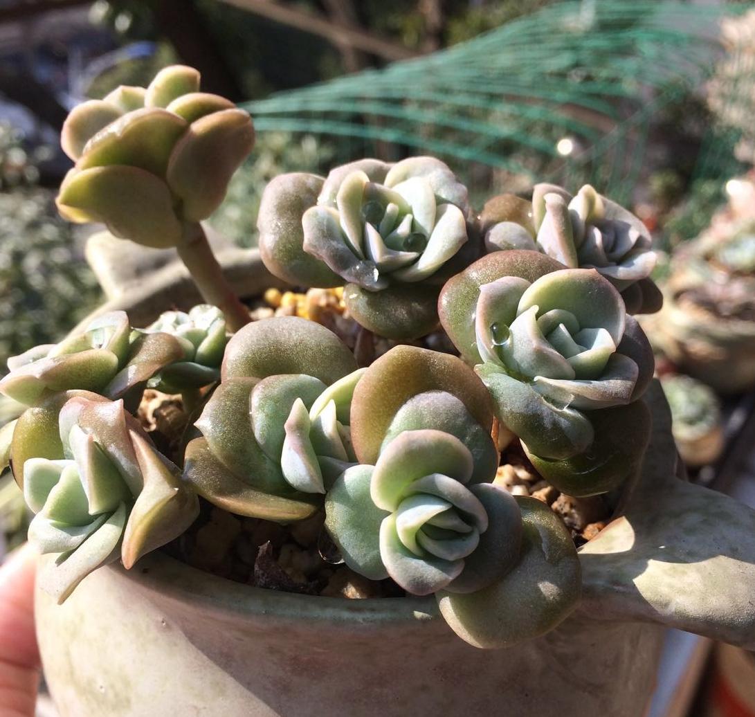 网购多肉不好养怎么办视频,多肉怎么服盆不僵苗