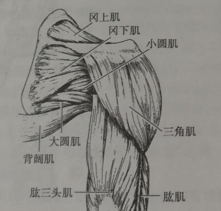 全身压痛点分布图,疼痛部位集中于颞下