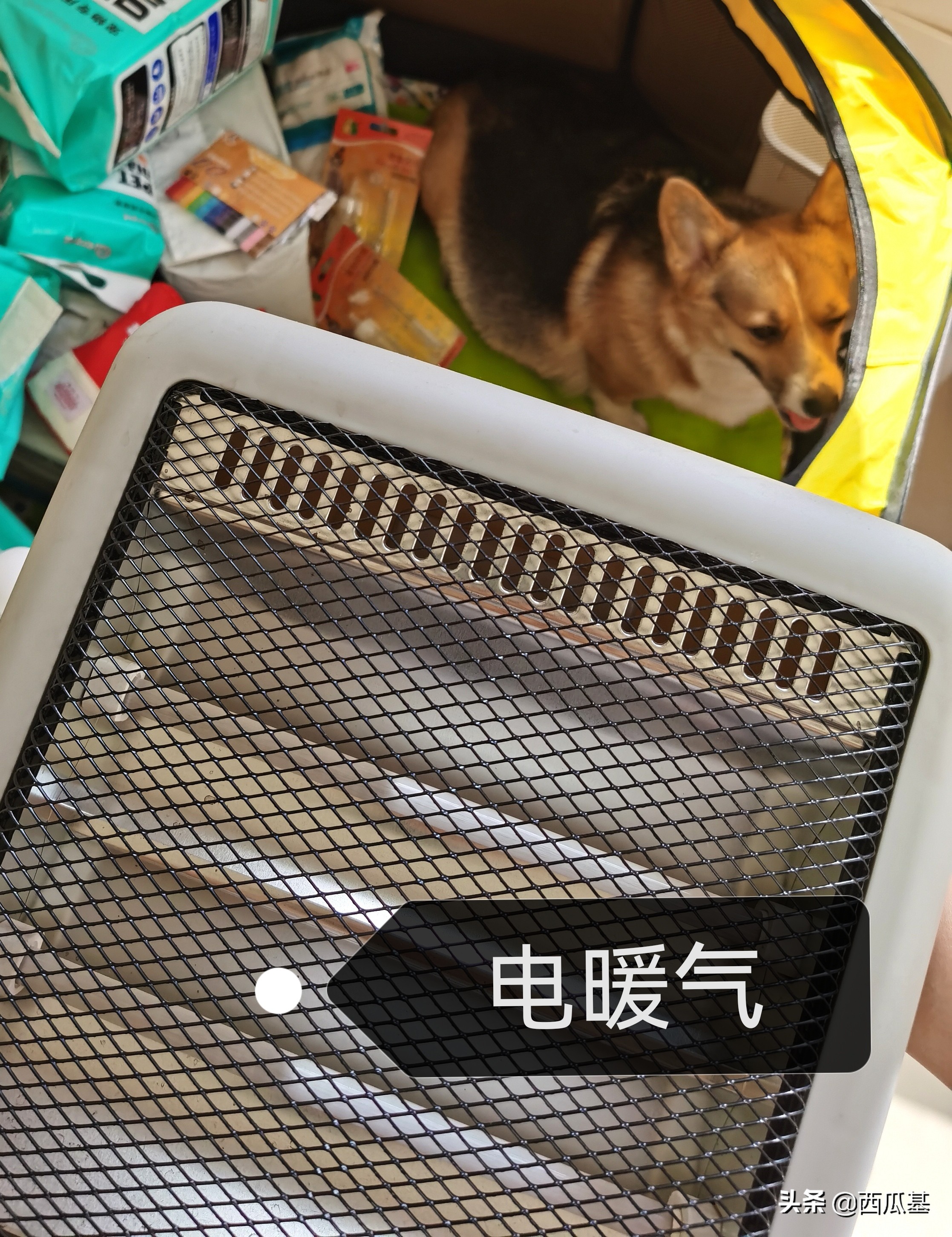 狗狗待产了怎么照顾,狗狗待产表现