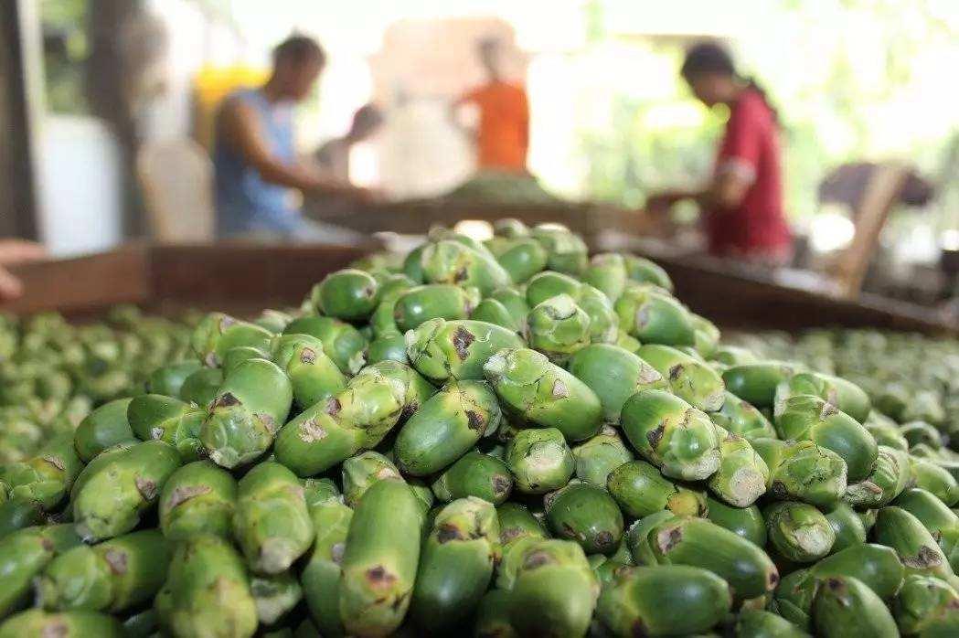 槟榔产业医疗负担远超经济效益,槟榔产业目前已近千亿产值