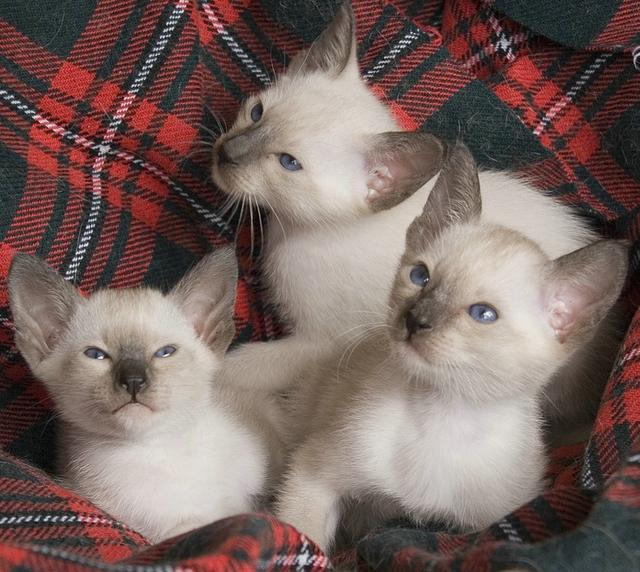 网友捡到一只小黑猫长大后成黑豹,路上捡的小猫原来是宠物猫