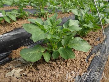 马铃薯组培苗栽培管理技术,马铃薯主要栽培技术