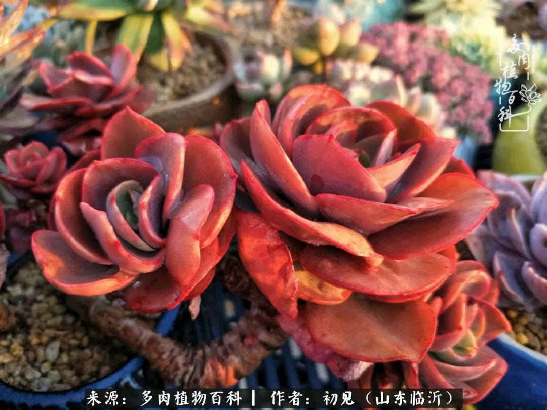 四季颜值在线的多肉,多肉的每一天