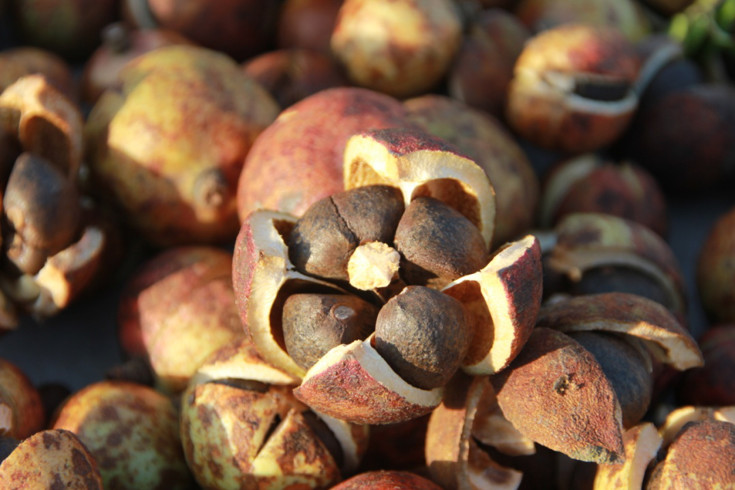 本草天香山茶油旗舰店,本草天香