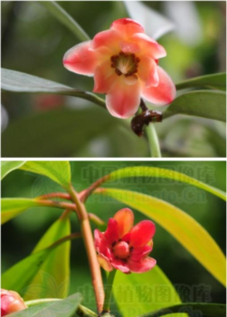 谈化疗色变这几个误区你中招了吗,十大极毒的植物