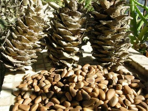 秋季去哪里？约上三五好友，一起来延边探寻山间野味！