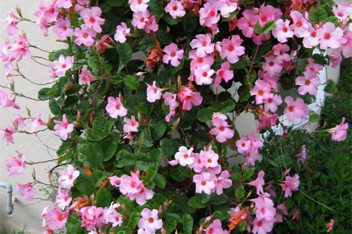 半开放阳台种哪种藤本花,适合室内养的天天都开花的藤科花