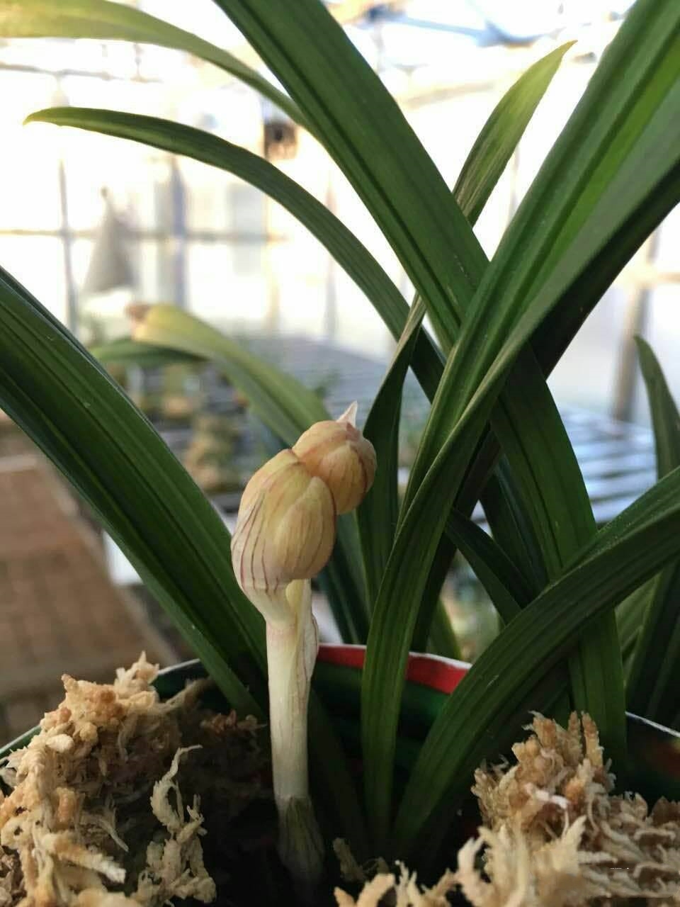 春剑十大品种排名多少钱一株,春剑特厚瓣大花