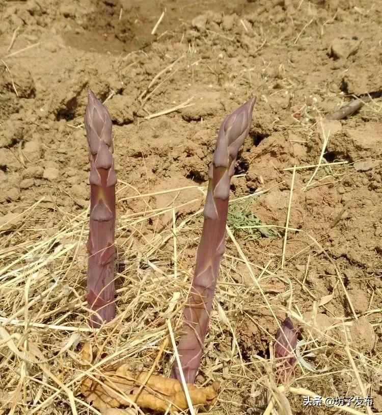 鎴戜滑鏉ュ埌浜嗕腑鍥界殑鑺︾瑡涔嬩埂,鍧婂瓙鑺︾瑡