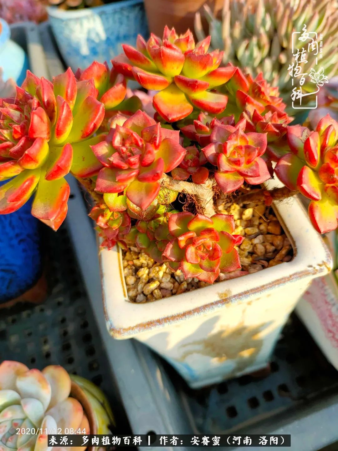 现在是多肉最美的季节,多肉最美的季节来啦