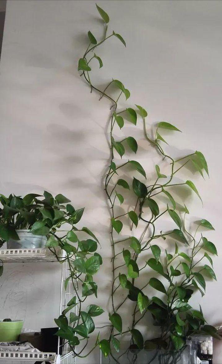 绿萝放鱼缸长得茂盛的方法,绿萝在鱼缸里怎么养新手