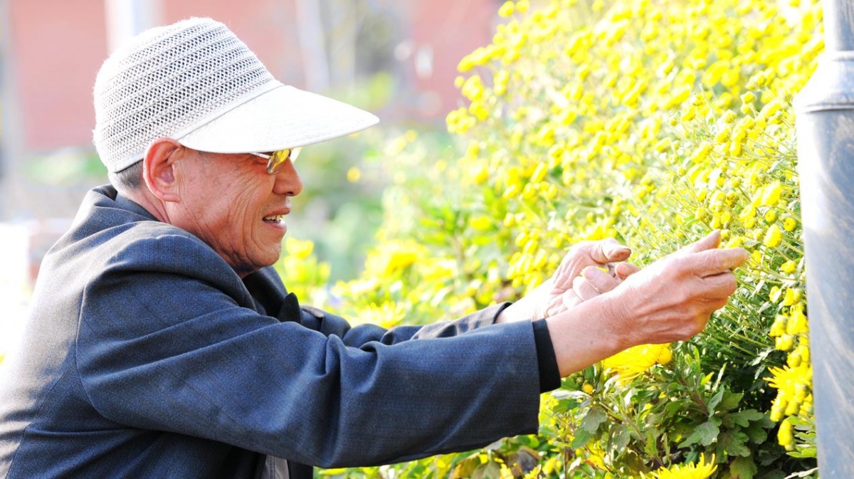 首届菊花节开幕,第三届泗阳菊花文化节