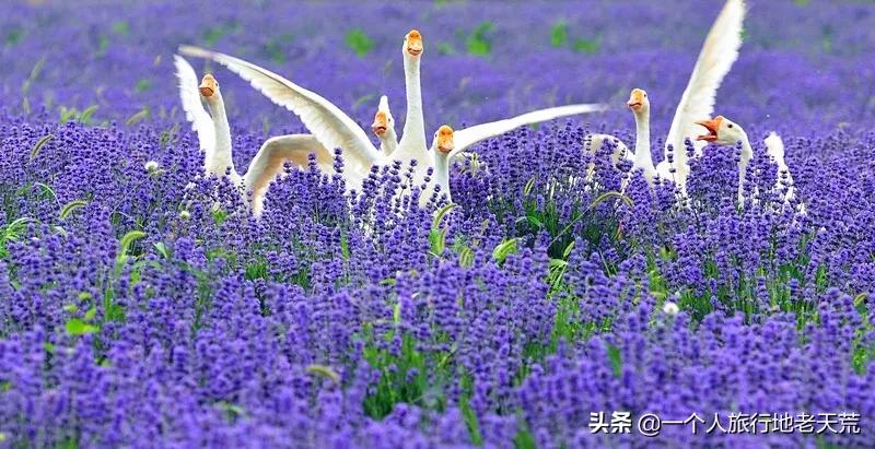 治愈系风景一辈子总要去一次新疆,去新疆的路上看不一样的风景