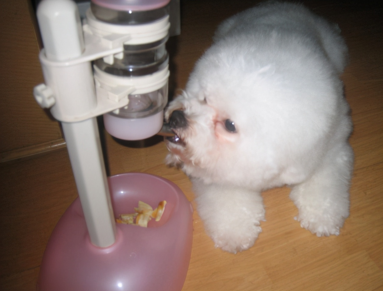 比熊犬小时候毛不卷还发黄,比熊幼犬部分毛色发黄怎么回事