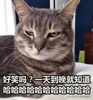 猫拉屎特别臭怎么回事,猫拉屎一直很臭什么原因