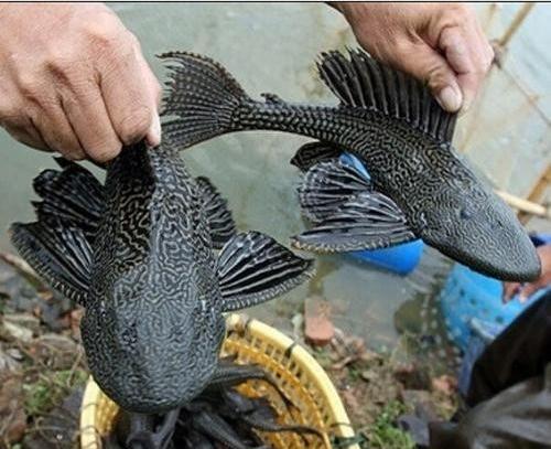 清道夫晒干遇水复活真的假的,清道夫到底是怎么入侵的