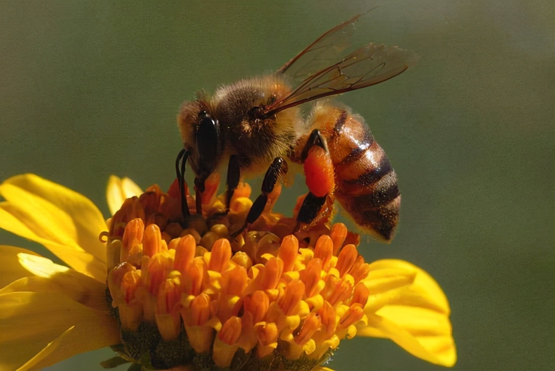 执“蜜”不悟，润口蜂蜜应该怎么挑？