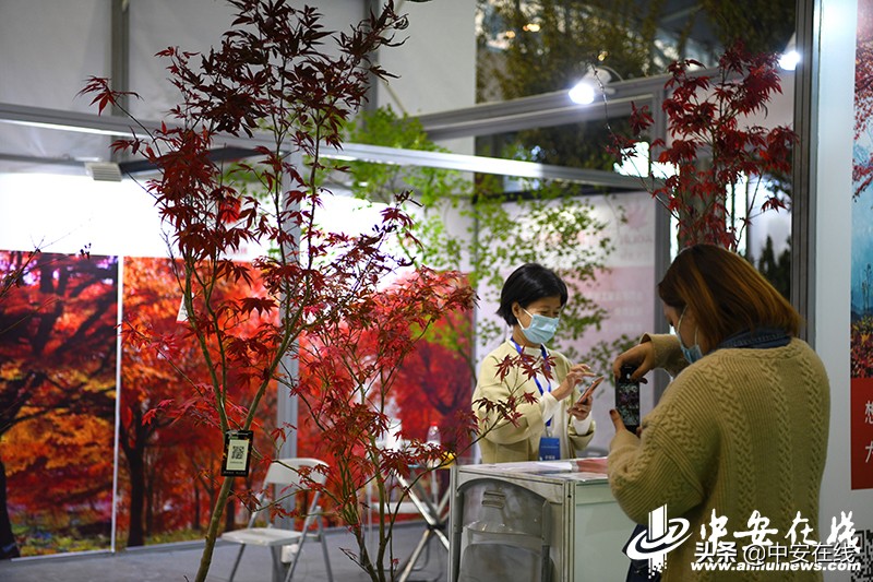2020年中国合肥苗木交易会,2012中国合肥苗交会