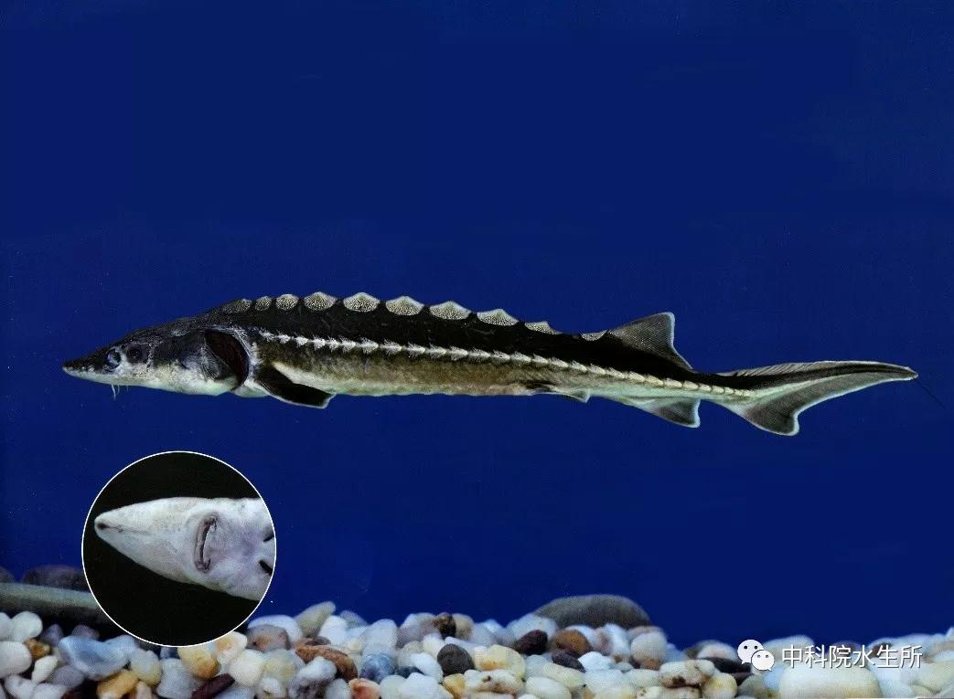 生活在长江的特有珍稀动物是什么,贴近长江的珍稀动物