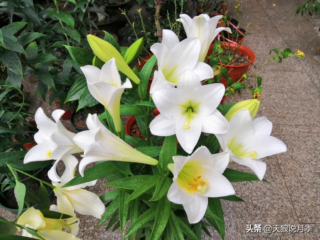 不用再羡慕别人家的院子,庭院养护全攻略