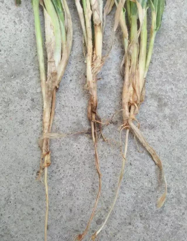 小麦缺肥发黄怎么办,小麦根发黄是什么病