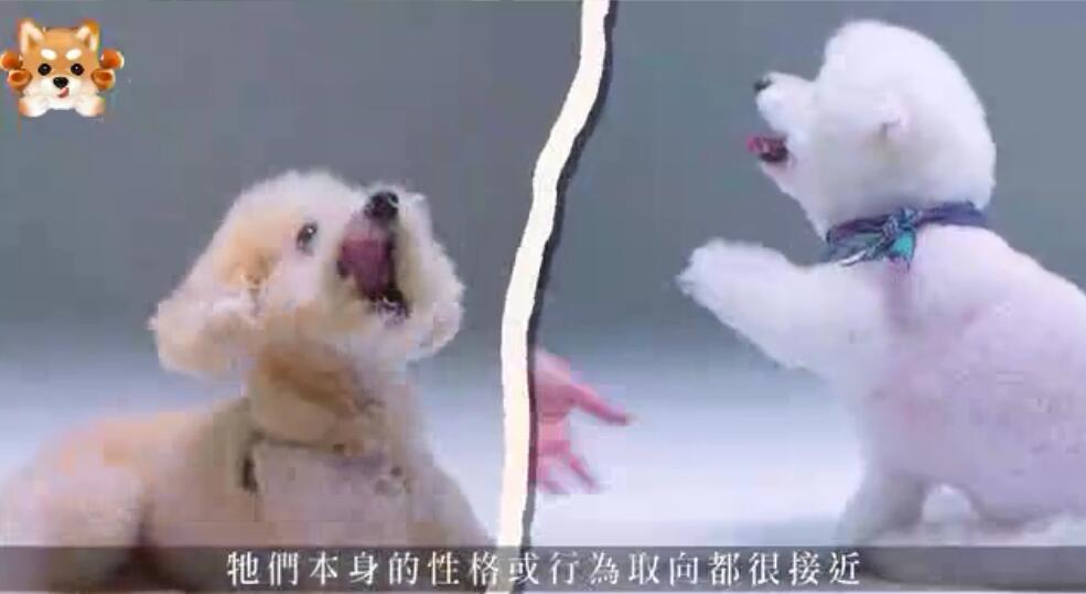 鍒樿瘲璇楁瘮鐔婄姮,鍒樿瘲璇楁瘮鐔婄姮鍥剧墖