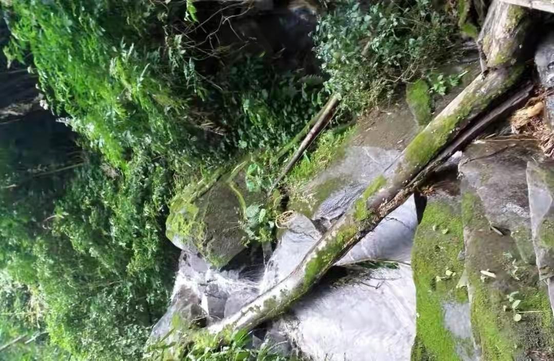 至今最长的蛇类,广西发现最大的蛇的纪录