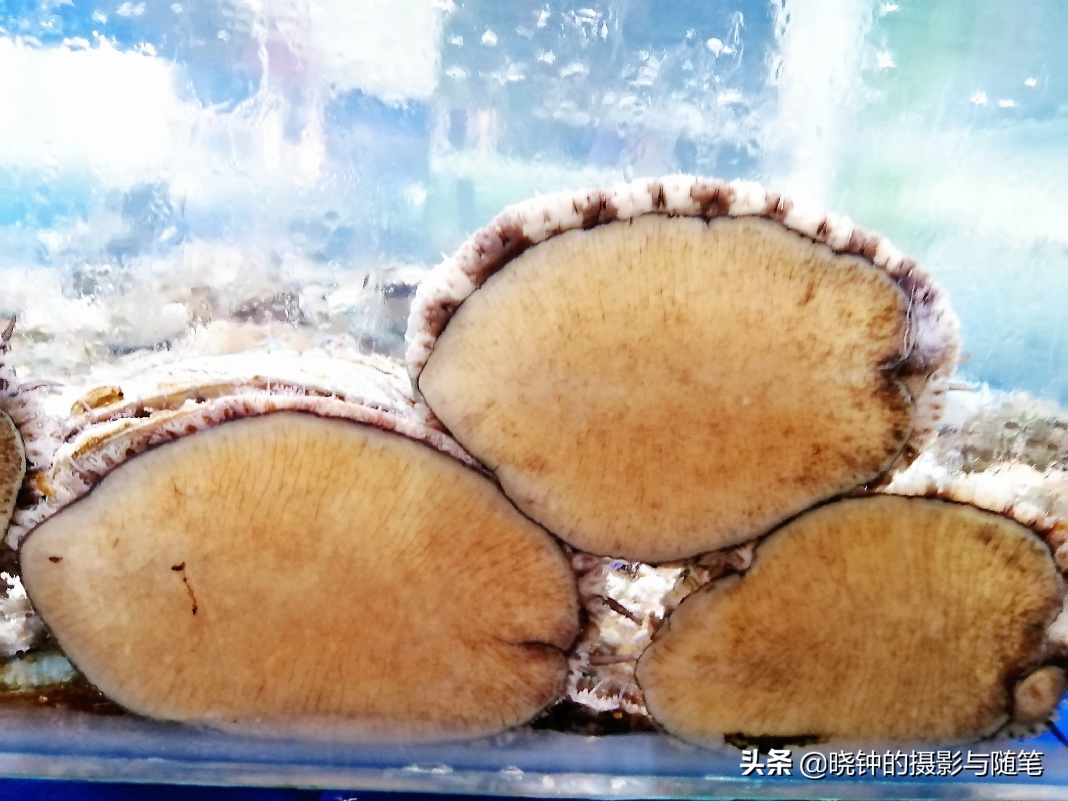 去越南看看他们吃的是什么,越南岘港海鲜价格