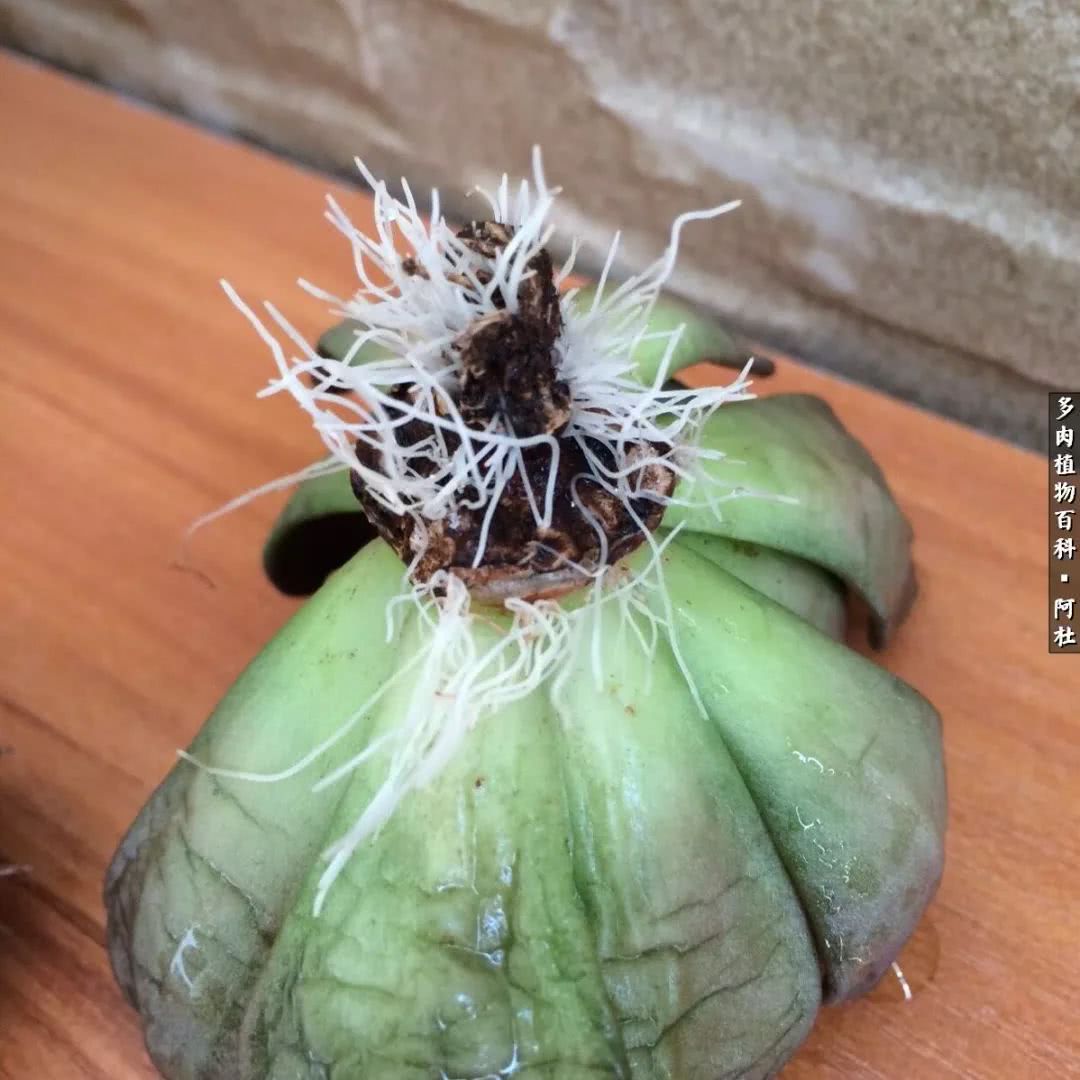 多肉有毒没毒,多肉有毒有毒