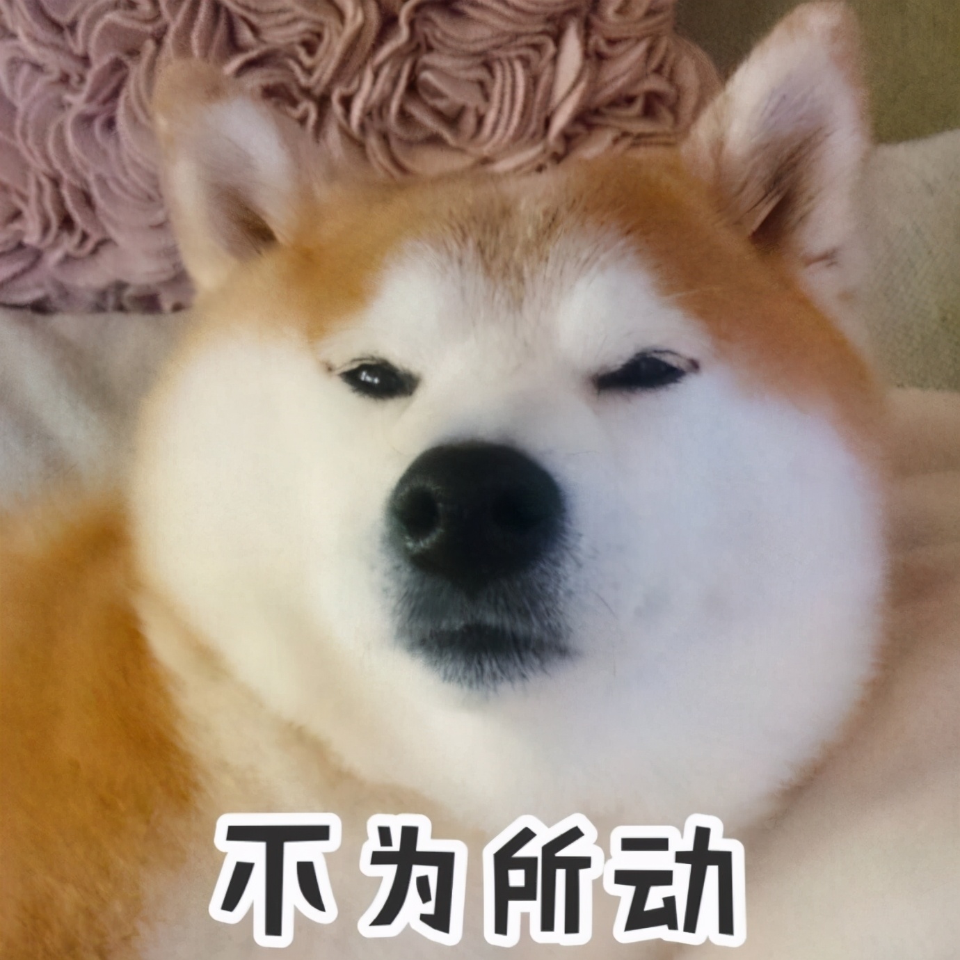 在网上买柴犬幼犬靠谱吗,广州柴犬哪里买靠谱