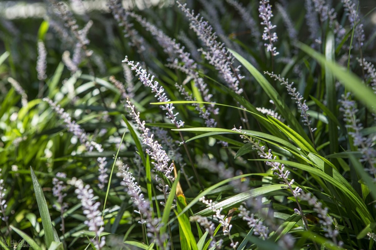 园林人需要知道的85个花卉知识,园林花卉的种类及图片