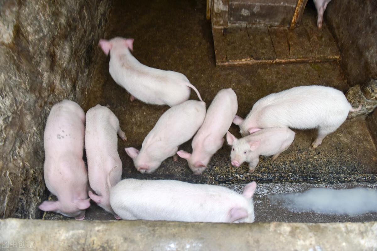 养殖猪代养与自繁自养哪个更划算,自繁自养养殖猪的利润是多少