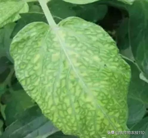 怎样预防番茄重茬,秋季阴雨天番茄病害预防