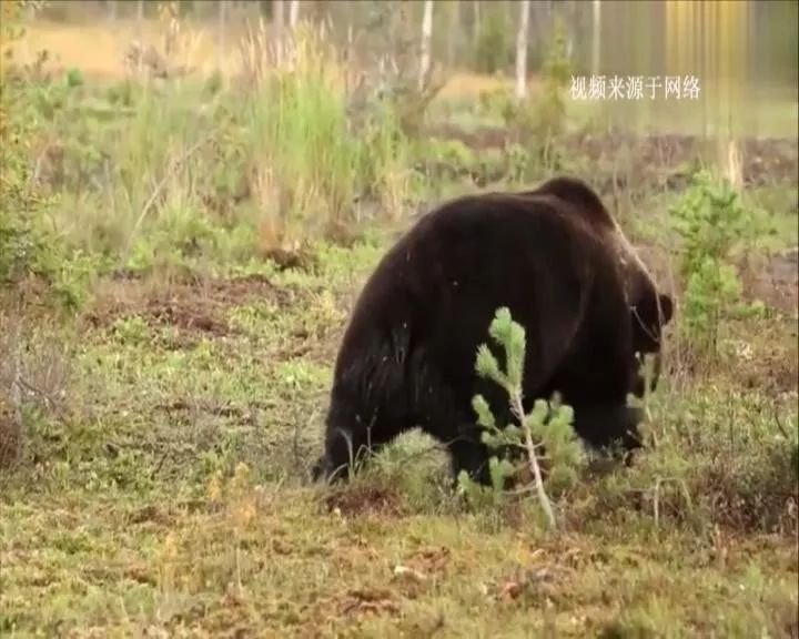 被熊咬伤要打狂犬疫苗？医生：被老鼠咬也要打