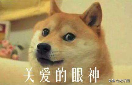 狗女来大姨妈了,铲屎官们知道要怎么处理吗?