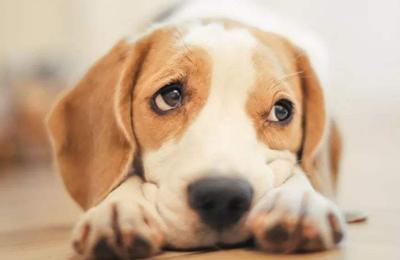 狗狗积食不吃东西一般几天能好,狗狗积食不消化