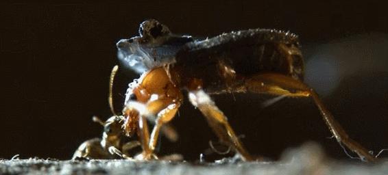 放屁虫昆虫杀手,放屁虫生化武器