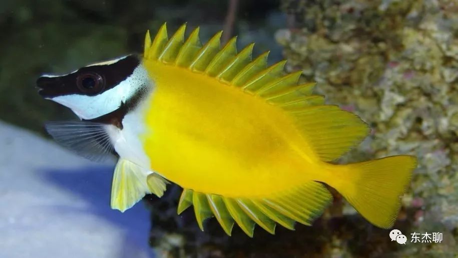 海缸控制弧菌,海缸控制有机物