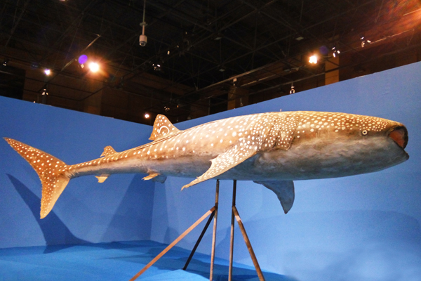 奇特动物的尾巴,动物的尾巴有什么用