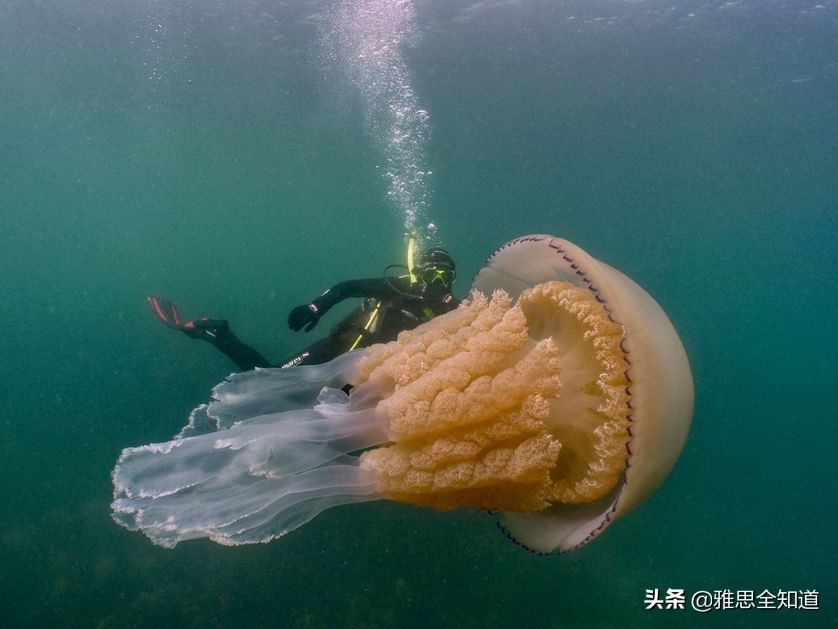 「双语」潜水员在英国海岸遇到了一只巨大的水母