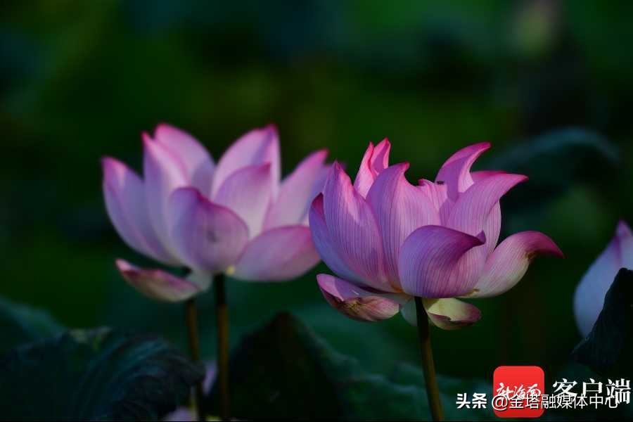 海口五源河湿地公园,海南海口五源河国家湿地公园