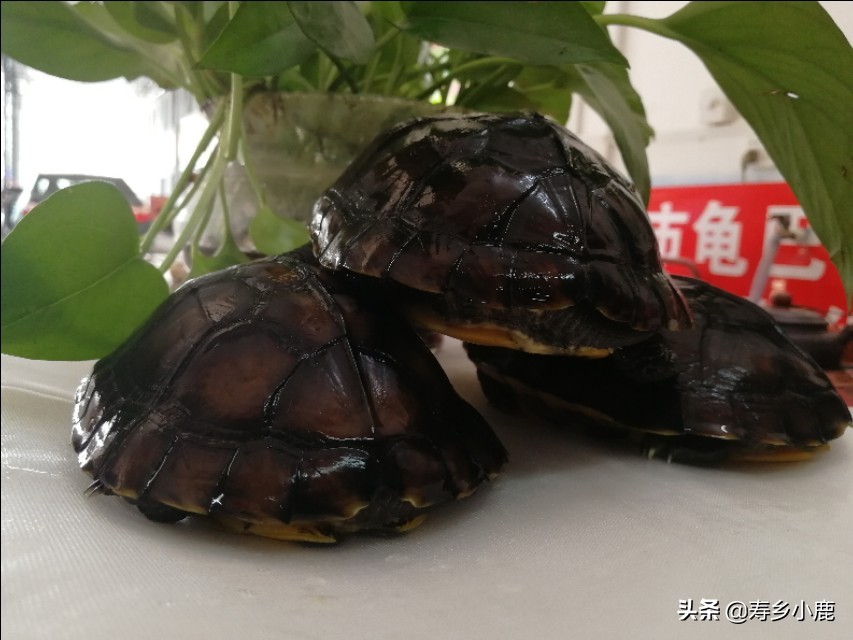 黄喉石金钱龟怎么养,黄喉拟水龟石金钱龟