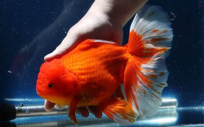新手养金鱼哪种金鱼最好养,金鱼种类和饲养难度
