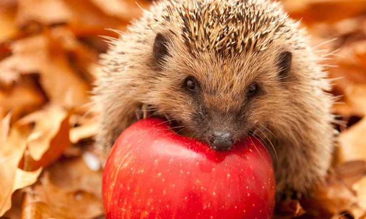 养宠物刺猬要准备什么,养宠物刺猬的注意事项是什么