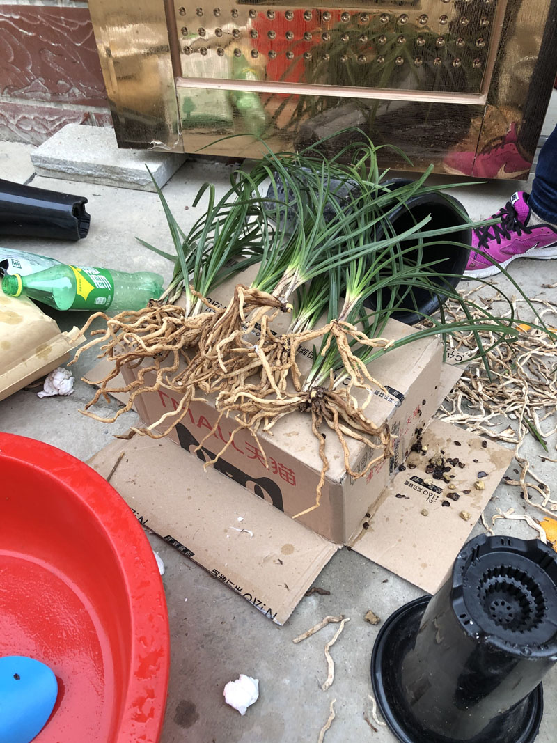 兰花怎么养才能长出水晶根,养兰花不放石子可以吗