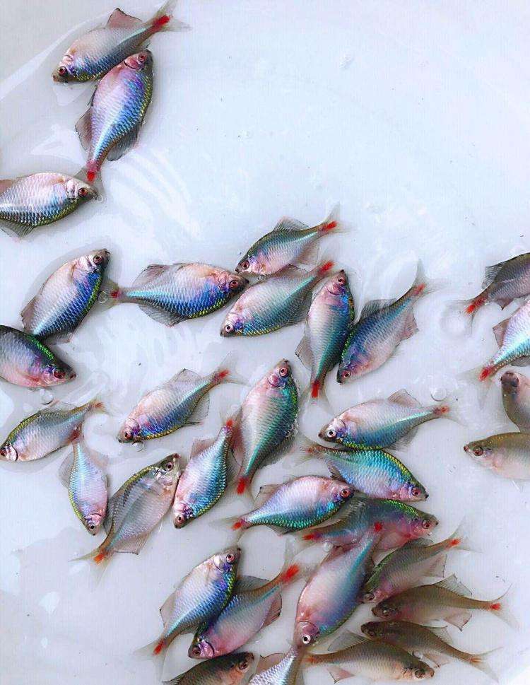直播间鳑鲏鱼颜色艳丽,鳑鲏鱼有桃花鱼艳丽吗